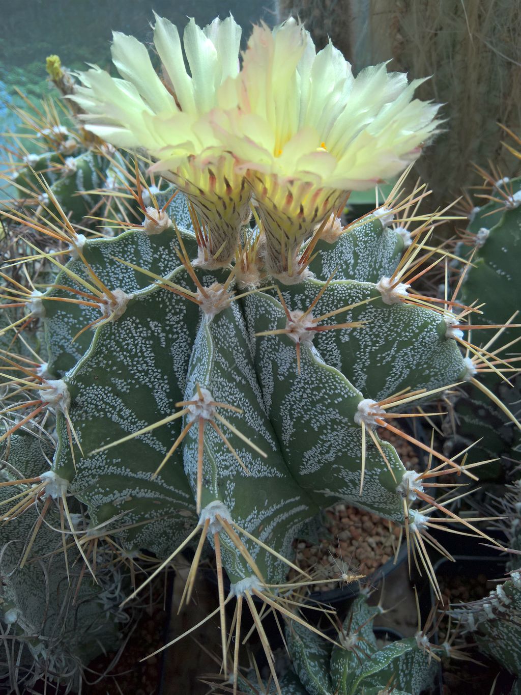 Astrophytum ornatum